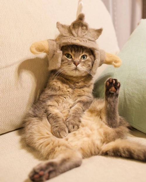 고양이 털로 모자만들기 근황.jpg