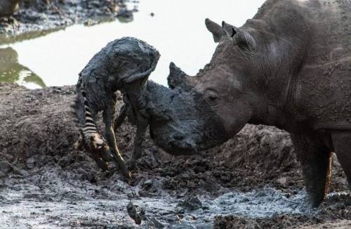 새끼 얼룩말 구해주는 코뿔소.jpg