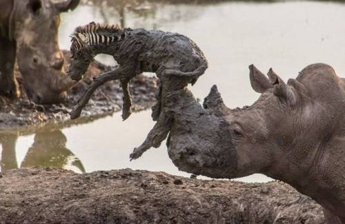 새끼 얼룩말 구해주는 코뿔소.jpg