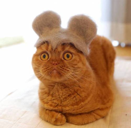 고양이 털로 모자만들기 근황.jpg
