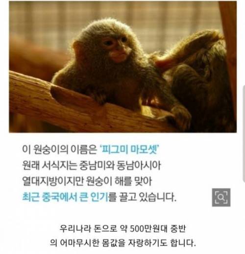 [스압] 손가락 크기 원숭이.jpg