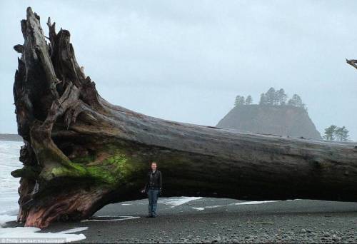 폭풍에 해안가로 떠내려온 나무.jpg