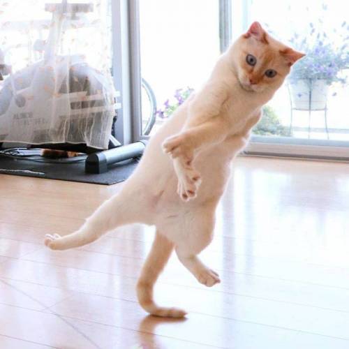 춤추는 고양이.jpg
