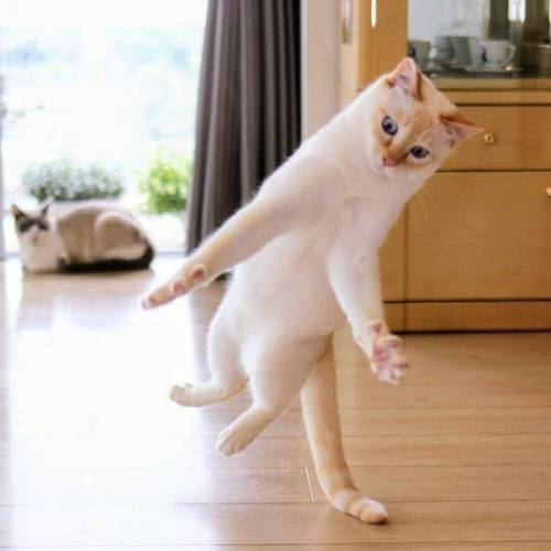 춤추는 고양이.jpg