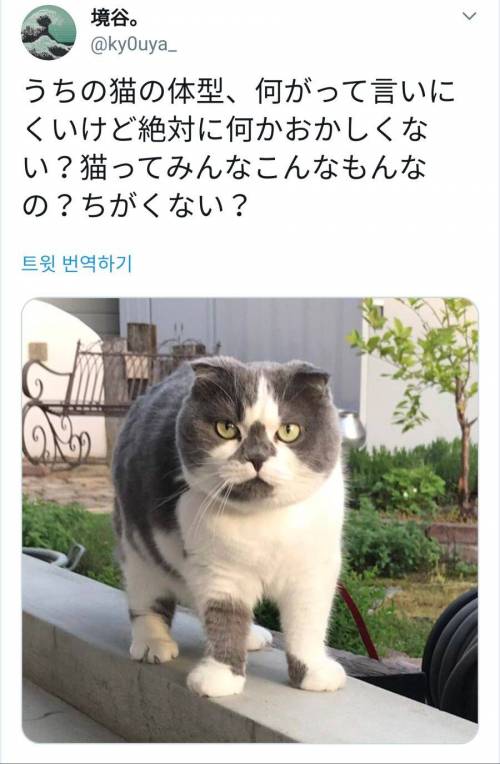 문득 자기집 고양이 체형에 대해 의문이 든 일본인.jpg