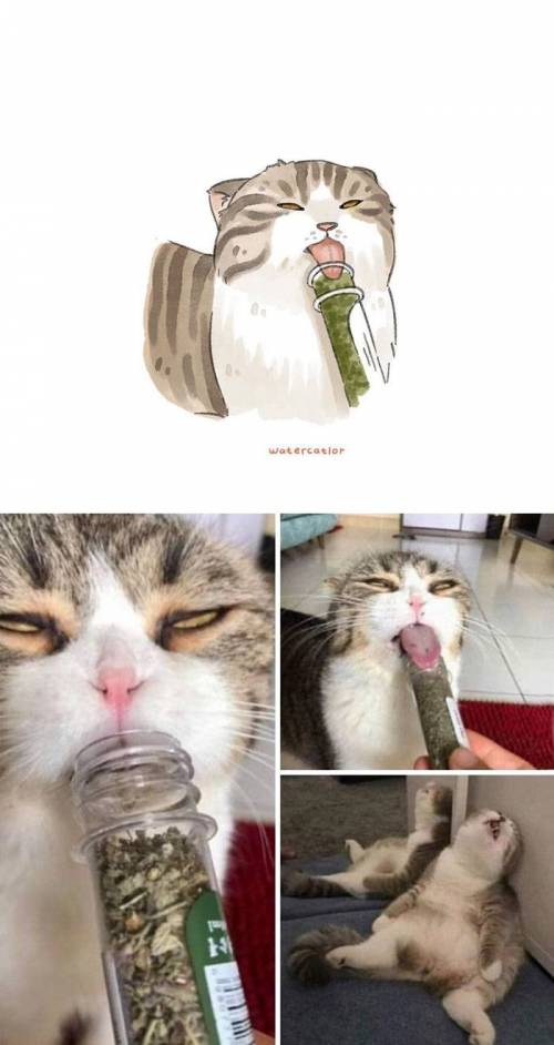 [스압] 웃긴 고양이 사진으로 그림그리기.jpg