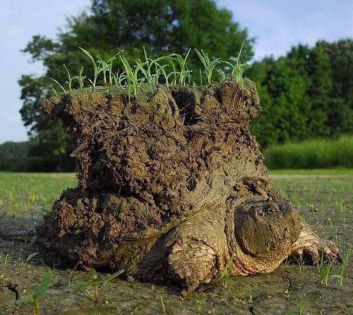 진흙속에서 동면햇던 거북이.jpg