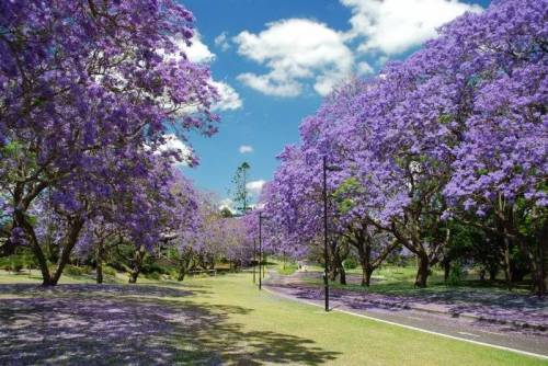 호주의 보라색 벚꽃으로 불리는 자카란다.jpg