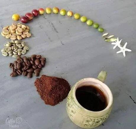 커피의 라이프 사이클.jpg