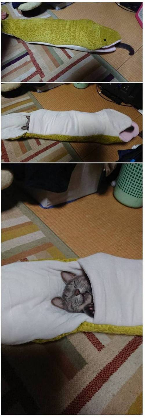 뱀한테 잡아먹힌 고양이.jpg