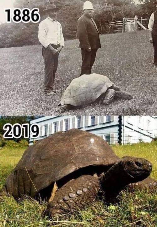 세계에서 가장 나이가 많은 거북.jpg
