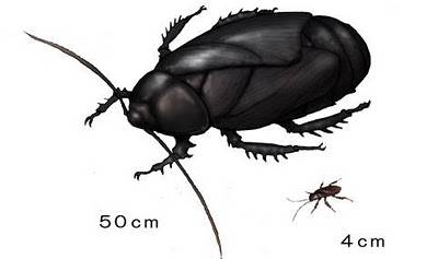 [약혐] DNA구조로 밝혀진 고대 바퀴벌레 크기 .jpg