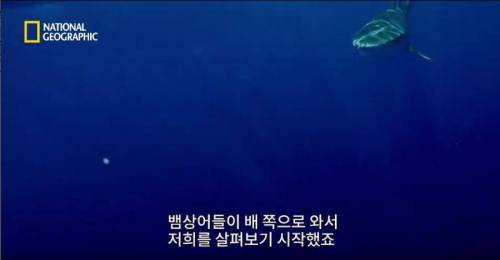 [스압] 향유고래 시체가 불러온 바다의 거인.jpg