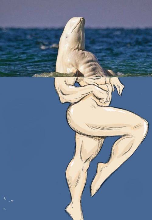 돌고래의 근육.jpg