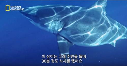 [스압] 향유고래 시체가 불러온 바다의 거인.jpg