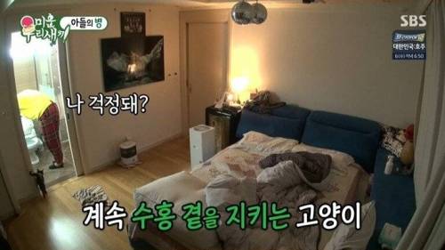 [스압] 박수홍네 집에 사는 고양이의 정체.jpg