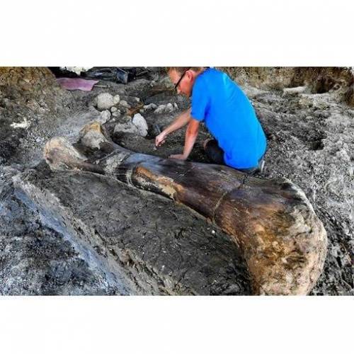 프랑스에서 발견된 공룡뼈.jpg