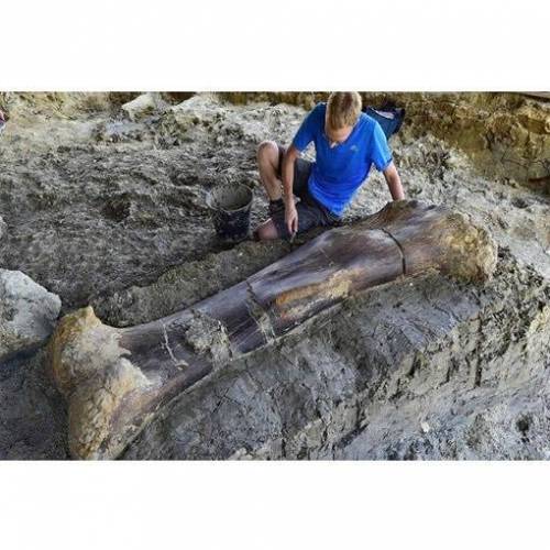 프랑스에서 발견된 공룡뼈.jpg