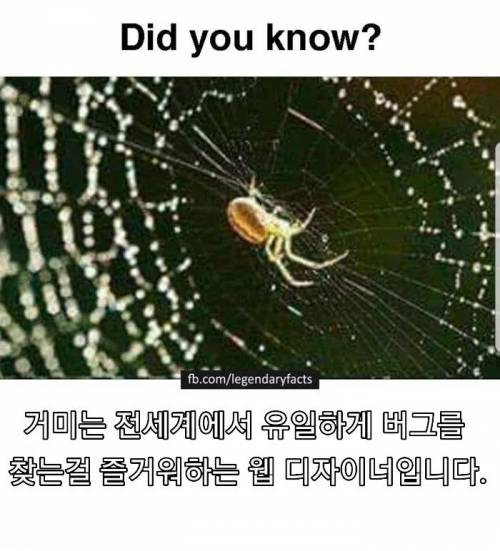 거미에 관한 놀라운 사실.jpg