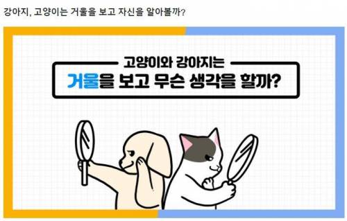 [스압] 강아지와 고양이는 거울 속 자신을 알아볼까?