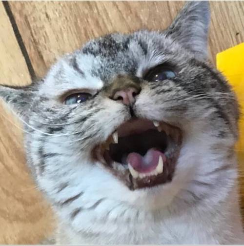 [스압] 조랭이떡 고양이의 실체.jpg