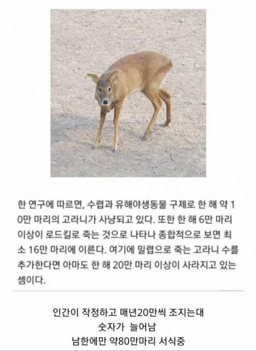 한국에서만 한 해 20만 마리씩 사냥하는 동물.jpg