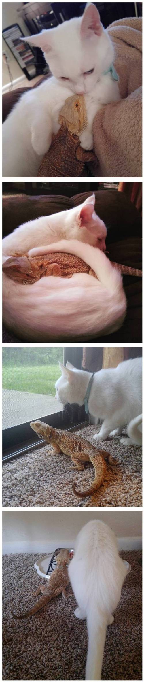 고양이와 도마뱀의 기묘한 동거 생활.jpg