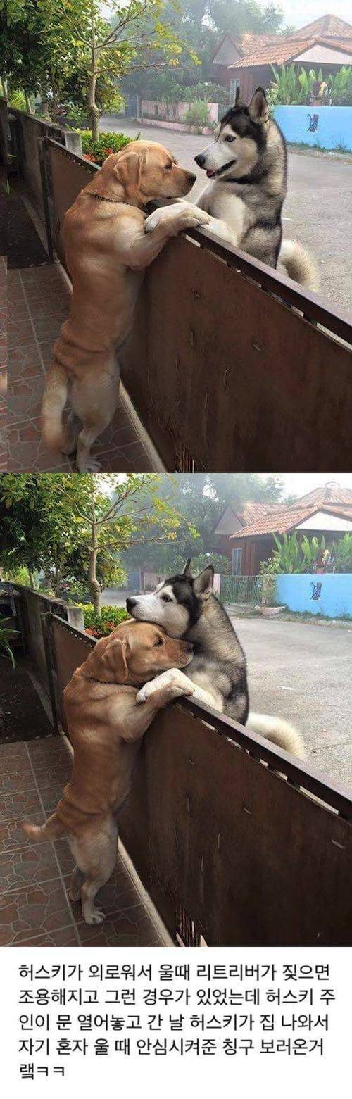 개들의 우정.jpg
