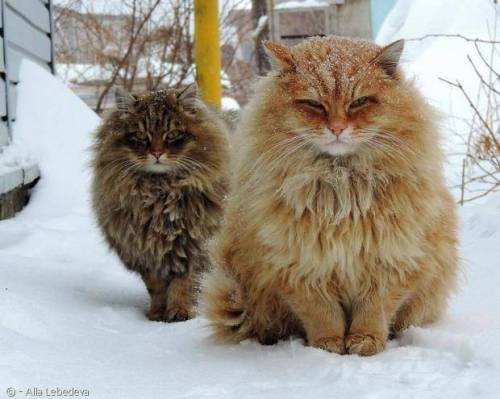 한국 고양이 vs 러시아 고양이