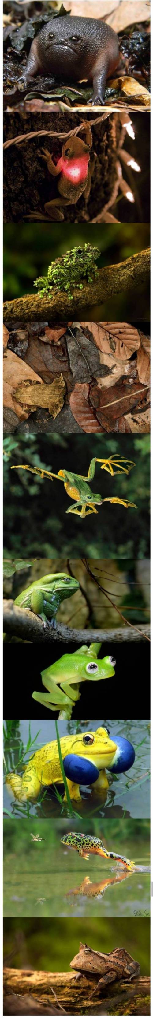 개구리의 다양한 얼굴.jpg