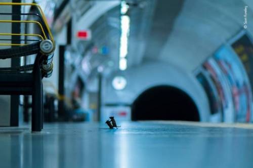 런던 지하철에서 멱살잡이 하는 쥐