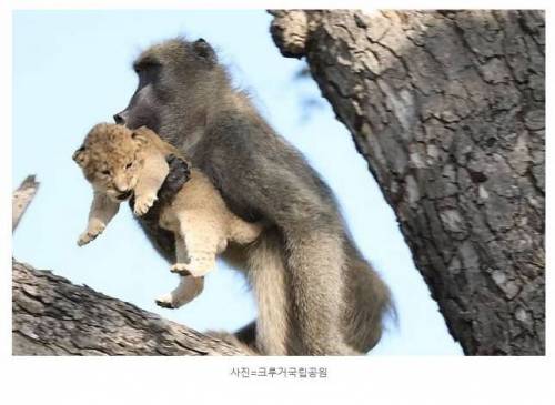새끼 사자를 ‘납치’한 개코원숭이 포착.jpg