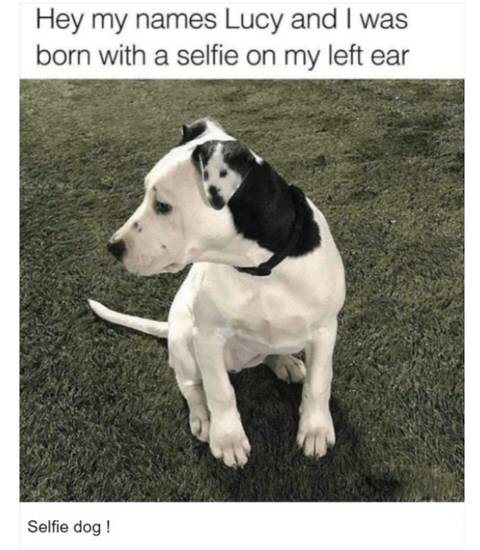 왼쪽 귀에 셀카 달고 태어난 강아지.jpg