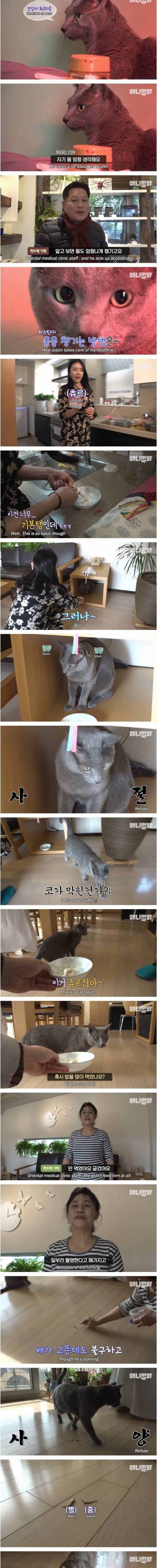 [스압] 츄르 대신 녹용 챙겨먹는 고양이