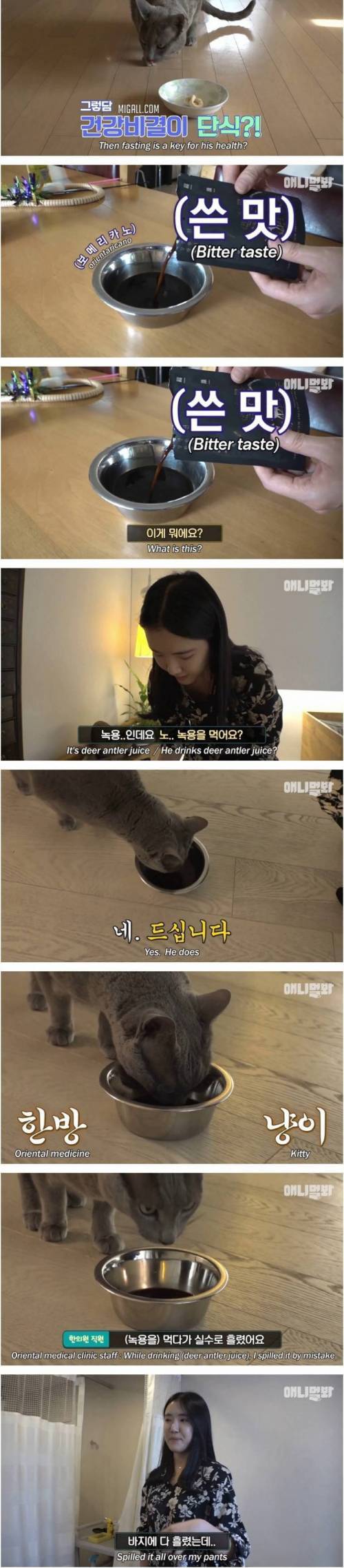 [스압] 츄르 대신 녹용 챙겨먹는 고양이