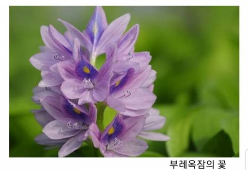 한국 한정 이로운 식물인 외래종