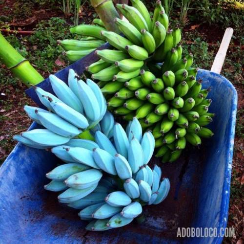 블루 자바 바나나.jpg