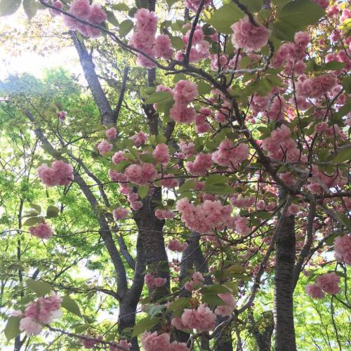 [스압] 벚꽃이랑은 다른 매력인 겹벚꽃.jpg