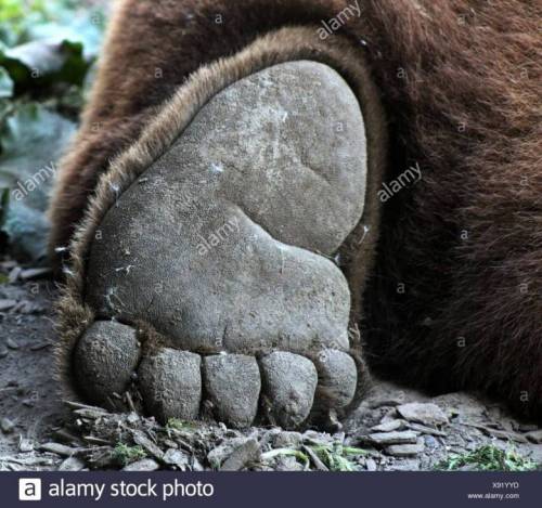 [스압] 사람들은 잘 모르는 곰의 뒷발 모습.jpg