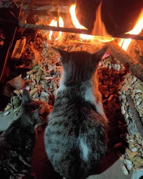 아궁이 불을 처음 쐬본 고양이.jpg