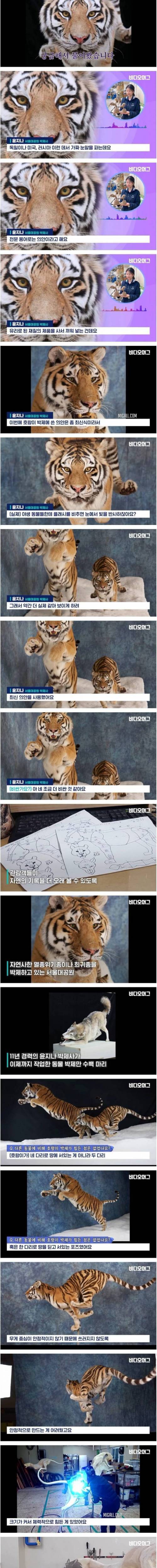 [스압] 자연사한 시베리아 호랑이 박제한 서울대공원