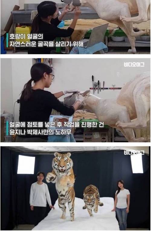 [스압] 자연사한 시베리아 호랑이 박제한 서울대공원