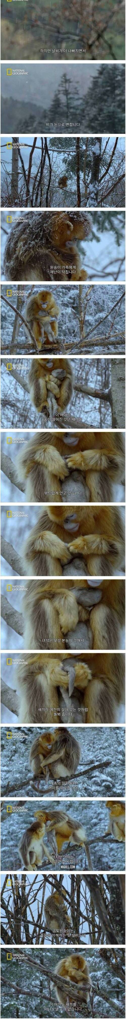 [스압] 어미 금빛원숭이의 모성애.jpg