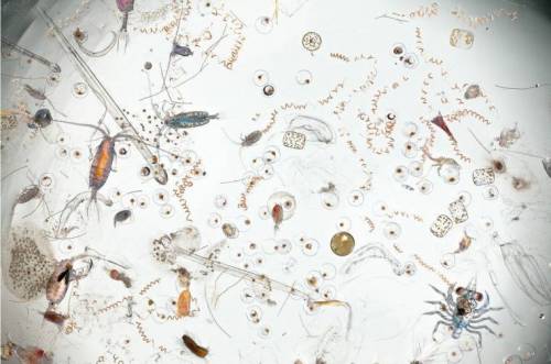 바닷물 한방울의 현미경사진