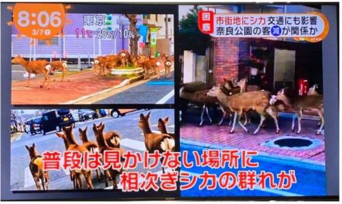 일본 관광지 나라현의 사슴 공원에 사슴들 근황