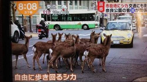 일본 관광지 나라현의 사슴 공원에 사슴들 근황
