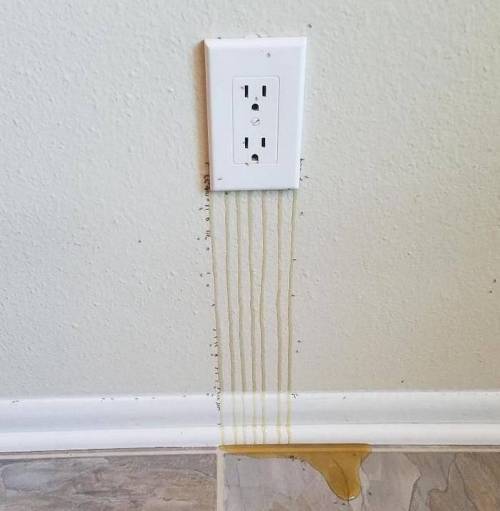 전기와 꿀이 흐르는.jpg