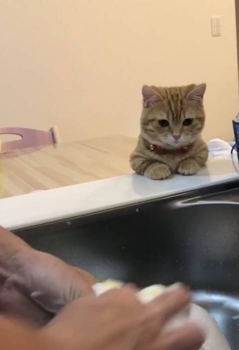 집사가 설거지 하는거 지켜 보는 고양이.jpg