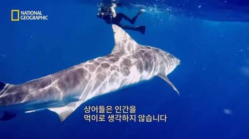 [스압] 고래 먹방하던 상어들이 갑자기 사라진 이유.mp4