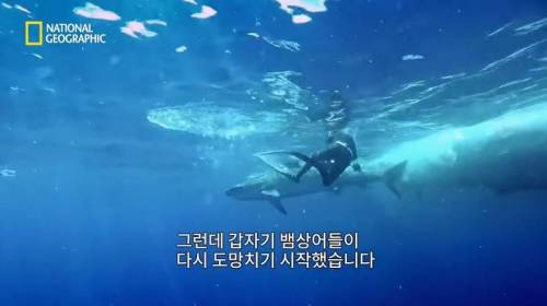 [스압] 고래 먹방하던 상어들이 갑자기 사라진 이유.mp4